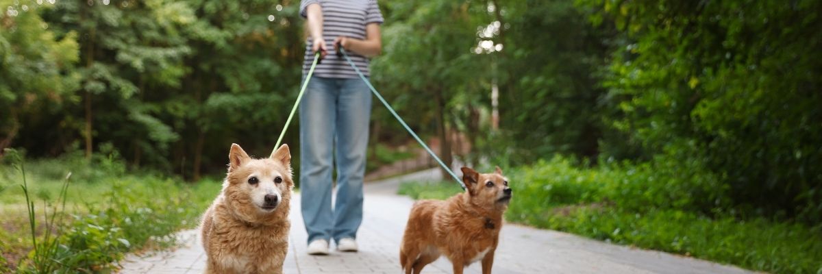 Tatlı Sonrası Yürüyüşün Faydası